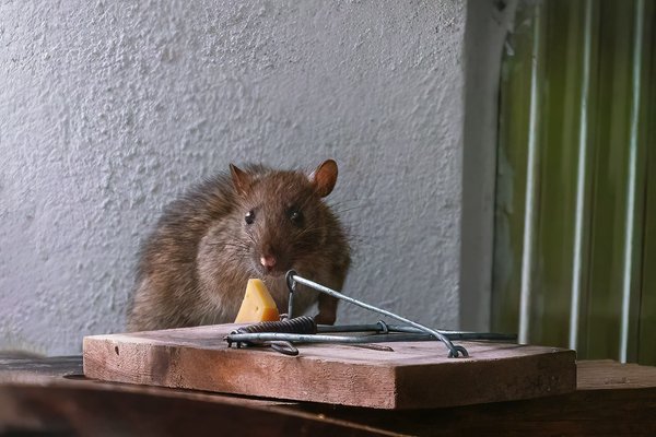 Quels sont les différents types de pièges à rat ?
